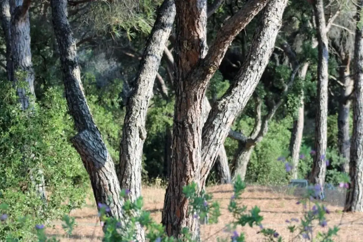 Les Pins Bleus A8 Sainte Maxime 26